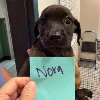 Nora 22438 -  Basset Hound and Labrador Retriever Dog for Adoption in Cumming, Georgia - Nora 22438 | PetCurious