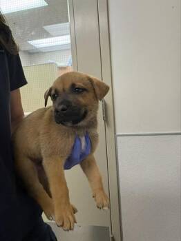 CALLUM -  German Shepherd Dog and Pit Bull Terrier Dog for Adoption in Sacramento, California - CALLUM | PetCurious