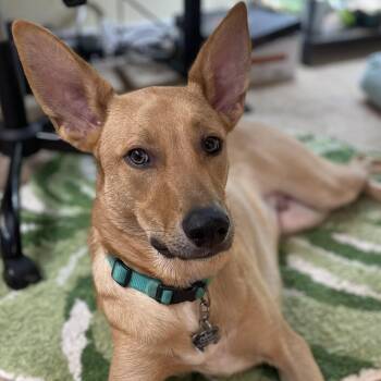 Peanut -  German Shepherd Dog and Great Pyrenees Dog for Adoption in Krum, Texas - Peanut | PetCurious