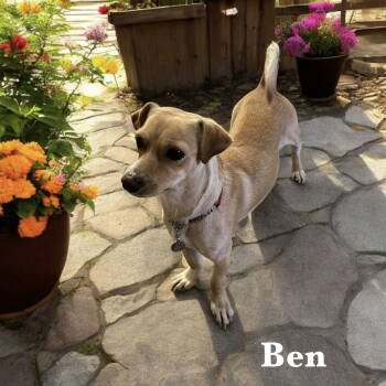 Rescue Chihuahua Dogs for Adoption in Orange, California - Ben | PetCurious