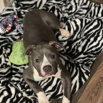 Mixed Breed Dogs Available for Adoption - Asha | PetCurious