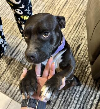 Rescue Mixed Breed Dogs for Adoption in Longview, Texas - Megan | PetCurious