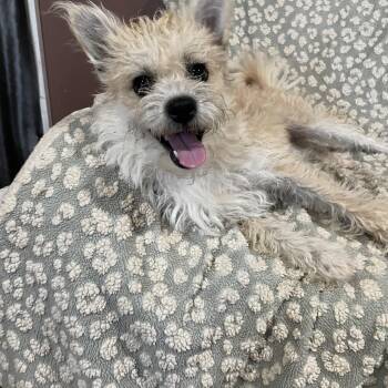 Rescue West Highland White Terrier Westie and Cairn Terrier Dogs for Adoption in Lisbon, Ohio - Rose | PetCurious