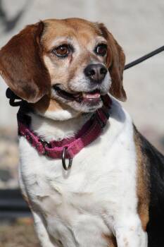 Beagle Dogs Available for Adoption - Bingo | PetCurious