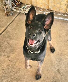 Rescue Belgian Shepherd Malinois Dogs for Adoption in Phoenix, Oregon - Chewbarka | PetCurious