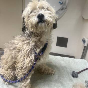 Poodle and Mixed Breed Dogs Available for Adoption - Bruno | PetCurious