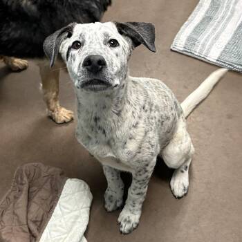 Cattle Dog Dogs Available for Adoption in Flagstaff, Arizona - Boba | PetCurious