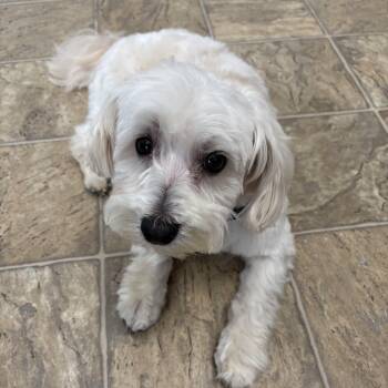 Shih Tzu and Mixed Breed Dogs Available for Adoption in Oxford, Michigan - Turbo | PetCurious
