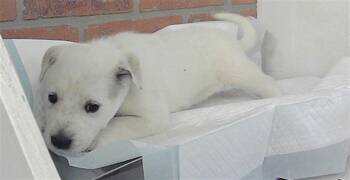 American Staffordshire Terrier and Mixed Breed Dogs Available for Adoption in Houston, Texas - A2070114 | PetCurious