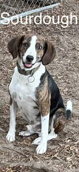 Sourdough -  Beagle and Mixed Breed Dog for Adoption in Zimmerman, Minnesota - Sourdough | PetCurious