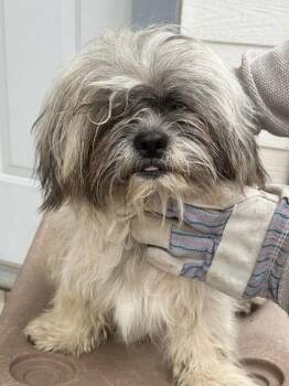Maltese and Shih Tzu Dogs Available for Adoption in Dallas, Texas - Giarmo | PetCurious
