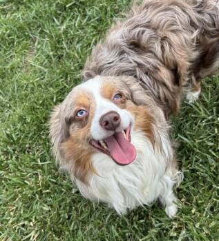 Australian Shepherd Dogs Available for Adoption in Brownstown, Indiana - Jester | PetCurious