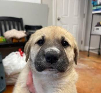 Hamm -  German Shepherd Dog and Great Pyrenees Dog for Adoption in Bolivar, Missouri - Hamm | PetCurious