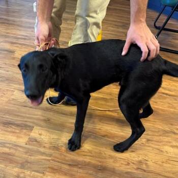 Julian -  Black Labrador Retriever Dog for Adoption in Grass Valley, California - Julian | PetCurious