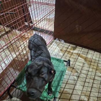 Black Labrador Retriever Dogs Available for Adoption in Madill, Oklahoma - Dodge | PetCurious