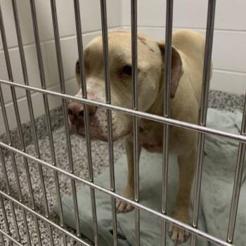 Blade -  Pit Bull Terrier and Mixed Breed Dog for Adoption in Morganton, North Carolina - Blade | PetCurious