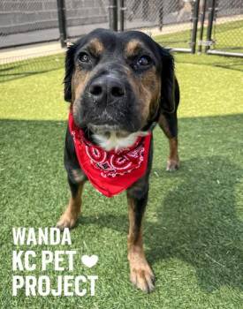 Mixed Breed Dogs Available for Adoption in Kansas City, Missouri - Wanda | PetCurious
