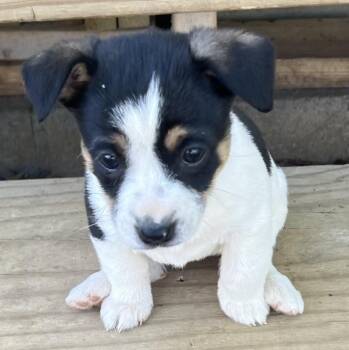 Mixed Breed Dogs Available for Adoption in Greensboro, North Carolina - Summer | PetCurious