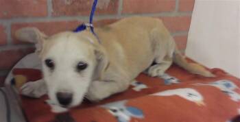 German Shepherd Dog and Mixed Breed Dogs Available for Adoption in Houston, Texas - A2070783 | PetCurious