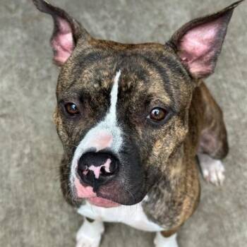 Matcha -  Pit Bull Terrier Dog for Adoption in Chicago, Illinois - Matcha | PetCurious