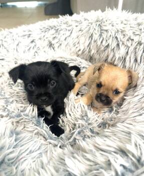 Shih Tzu and Chihuahua Dogs Available for Adoption in Valrico, Florida - Hopper | PetCurious