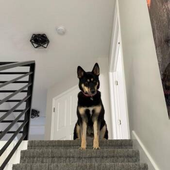 Yuumi -  Mixed Breed Dog for Adoption in Murray, Utah - Yuumi | PetCurious