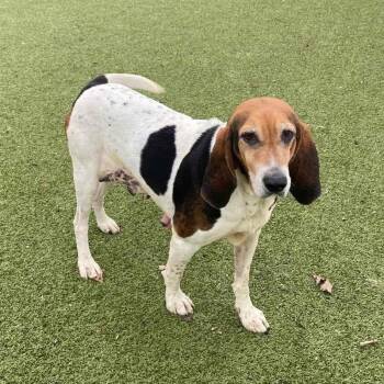 Hound Dogs Available for Adoption - Trudy | PetCurious