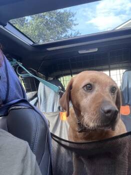 Zoey Sue-Not Accepting Applications Yet -  Yellow Labrador Retriever Dog for Adoption in Medina, Ohio - Zoey Sue-Not Accepting Applications Yet | PetCurious
