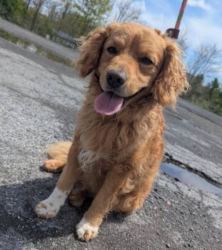Goldendoodle Dogs Available for Adoption in New Windsor, New York - Toto | PetCurious