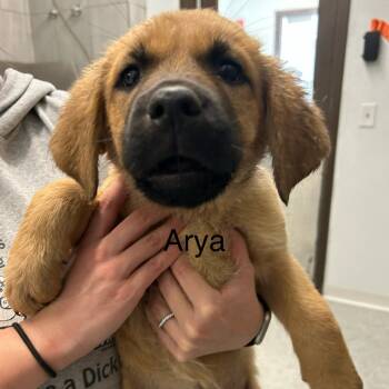 Rescue German Shepherd Dog and Black Labrador Retriever Dogs for Adoption in Durango, Colorado - Arya | PetCurious