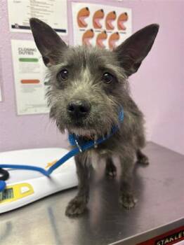 Terrier and Mixed Breed Dogs Available for Adoption in El Paso, Texas - 60942031 | PetCurious