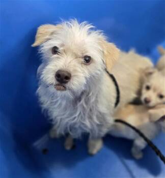Mixed Breed Dogs Available for Adoption in Dallas, Texas - REGINA | PetCurious