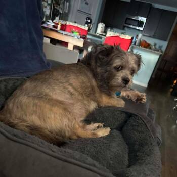 Mixed Breed Dogs Available for Adoption - Wormwood | PetCurious