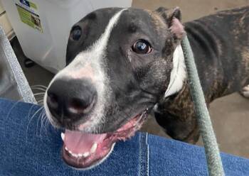 BRIN -  Mixed Breed Dog for Adoption in Dallas, Texas - BRIN | PetCurious