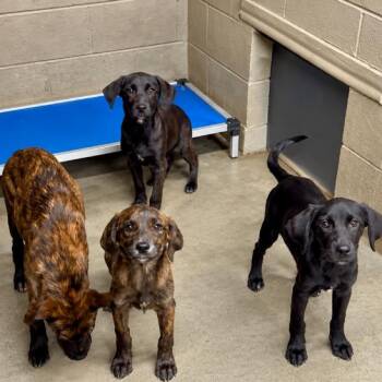 Rockstar Pup: Bono -  Labrador Retriever and Mixed Breed Dog for Adoption in Falls Church, Virginia - Rockstar Pup: Bono | PetCurious