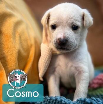 Golden Retriever and Labradoodle Dogs Available for Adoption in Friendswood, Texas - Cosmo Starlight | PetCurious