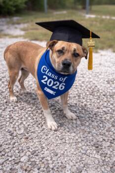 Pit Bull Terrier and Mixed Breed Dogs Available for Adoption in Burgaw, North Carolina - Benson | PetCurious