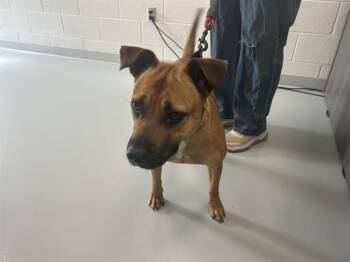 MILLIE -  Black Mouth Cur and Mixed Breed Dog for Adoption in Ocala, Florida - MILLIE | PetCurious