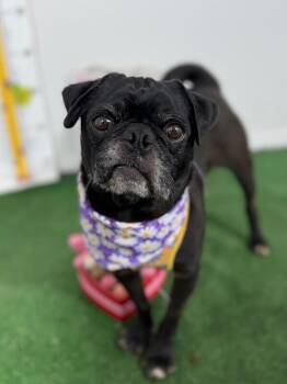 Pug and Mixed Breed Dogs Available for Adoption in Carlsbad, California - Freddie-One Of Our Amazing Rescue Dogs | PetCurious
