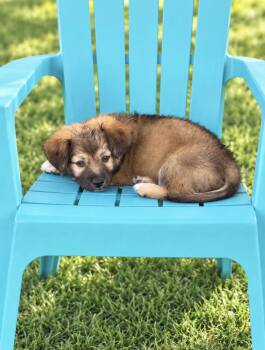 Laurel -  Mixed Breed Dog for Adoption in Las Vegas, Nevada - Laurel | PetCurious