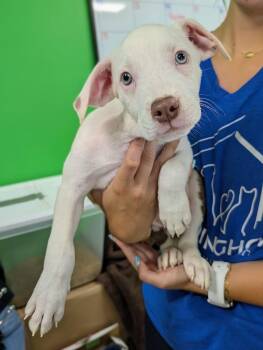 Skater Boy -  Australian Shepherd and Terrier Dog for Adoption in Newburgh, Indiana - Skater Boy | PetCurious