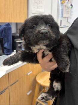 German Shepherd Dog Dogs Available for Adoption in Hartsville, South Carolina - Hawk (Hx8) | PetCurious