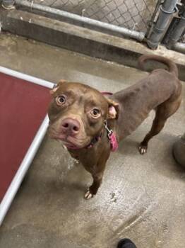 Rescue Mixed Breed Dogs for Adoption in West Chester, Pennsylvania - Topher | PetCurious