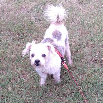 Rescue Terrier Dogs for Adoption in Rossville, Georgia - Max | PetCurious