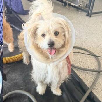 Mixed Breed Dogs Available for Adoption - Casper | PetCurious