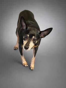 Rocky -  Miniature Pinscher and Mixed Breed Dog for Adoption in Bowling Green, Kentucky - Rocky | PetCurious