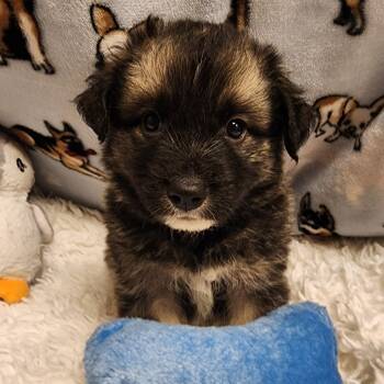 Nesquick -  Shepherd Dog for Adoption in Alpine, Texas - Nesquick | PetCurious
