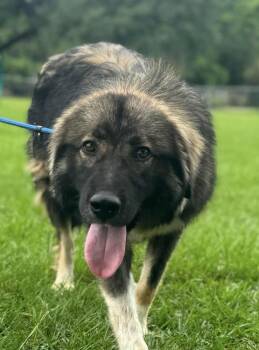 Michael -  Shepherd Dog for Adoption in Syracuse, New York - Michael | PetCurious