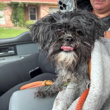 Dexter -  Shih Tzu Dog for Adoption in Portland, Texas - Dexter | PetCurious