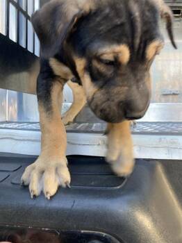 Mixed Breed Dogs Available for Adoption in Dallas, Texas - SUMMER | PetCurious